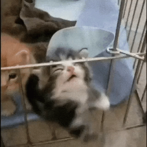 GIF