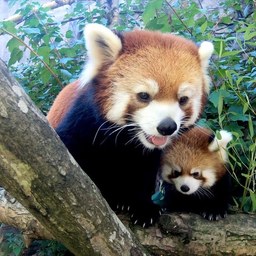 redpanda