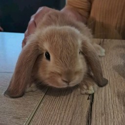 bunny